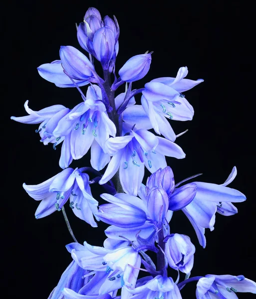 Eleganter Floraler Hintergrund Schöne Blüte — Stockfoto
