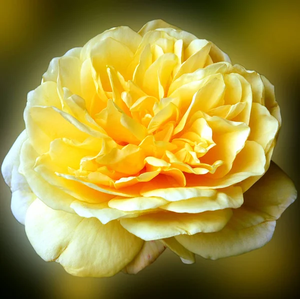 Elegant Blommig Bakgrund Vacker Blomma — Stockfoto