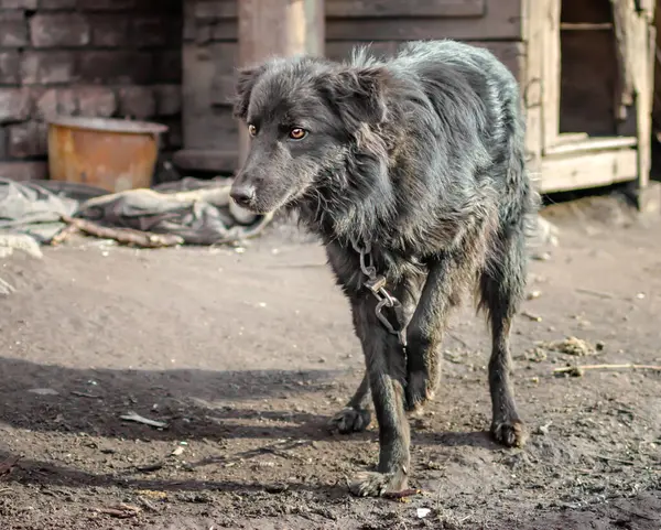 Mischlingshund Einer Kette Einem Bauernhof — Stockfoto