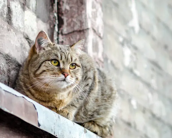 Cat Sits Windowsill Old House Watches — Stock Photo, Image