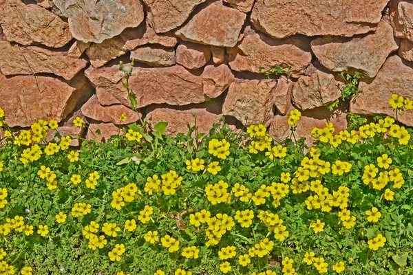 Schöne Blumen Wachsen Garten — Stockfoto