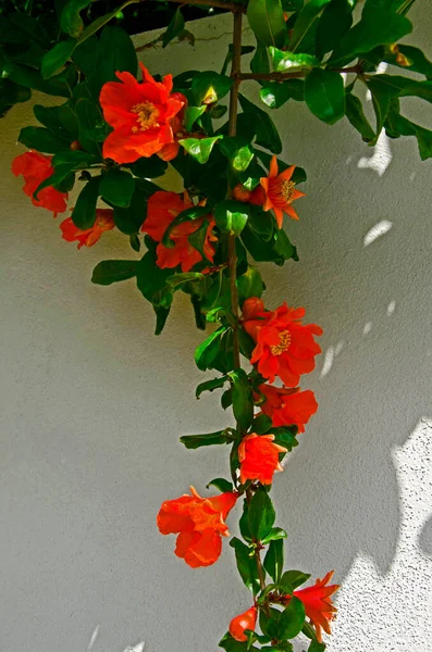 Cerca Punica Granatum Granada Floración —  Fotos de Stock