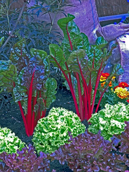 Grönsaksträdgård Med Rödbetsblad — Stockfoto