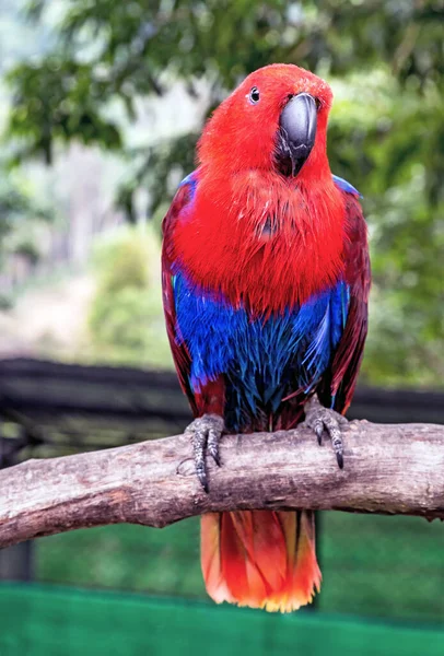 Portret Papugi Niebieskiej Żeńskiej Eclectus Papuga — Zdjęcie stockowe