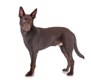 Beyaz arkaplan önünde siyah pinscher