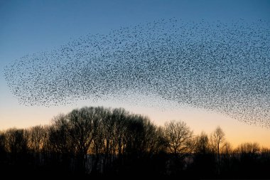Güzel sığırcık sürüsü (Sturnus vulgaris)