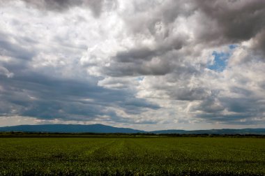 Genç buğdayların güzel tarlası