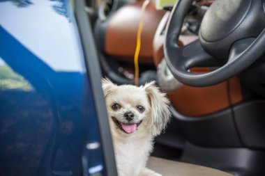 Kumsalda gezen güzel bej renkli bir köpek.
