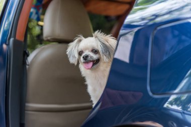 Köpek seyahat için bir araba beklemek içinde oturan çok şirin