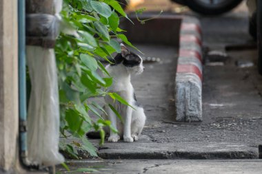 Tayland kedisinin güzel yakın görüntüsü.