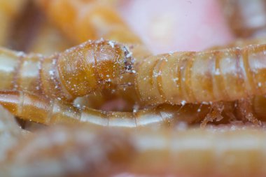Çiftlikteki Macro of Mealworm, yaklaş. 