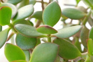 para ağacı yaprakları