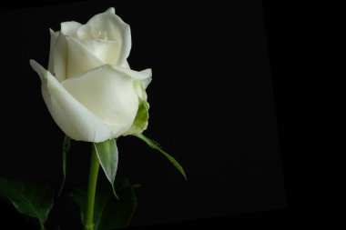 Güzel gül manzarası, yaz konsepti.