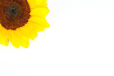 Tam Bloom sarı ayçiçeği