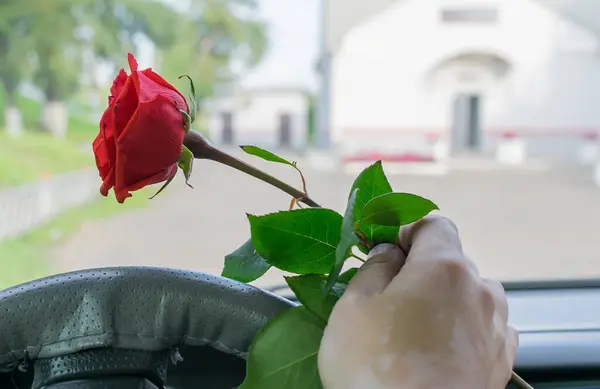Driver Hand Car Wheel Holds Red Rose Flower — Zdjęcie stockowe