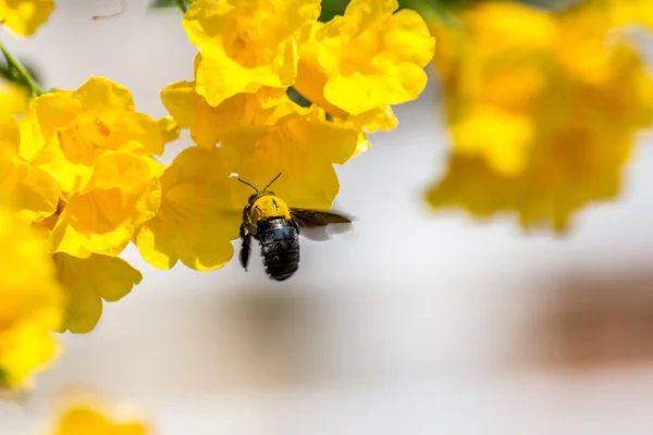 Macro Bee Bumblebee Yellow Flower — Stock Photo, Image