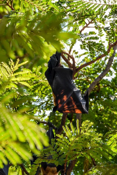 Bat Flying Fox Hanging Tree — Stock Photo, Image