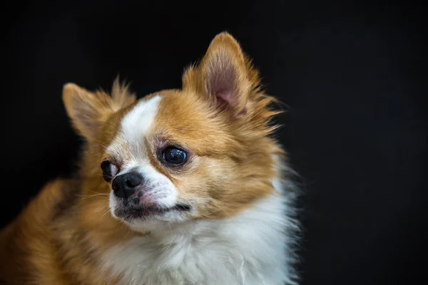 Dog Chihuahua Fajta Közelről Nézet — Stock Fotó