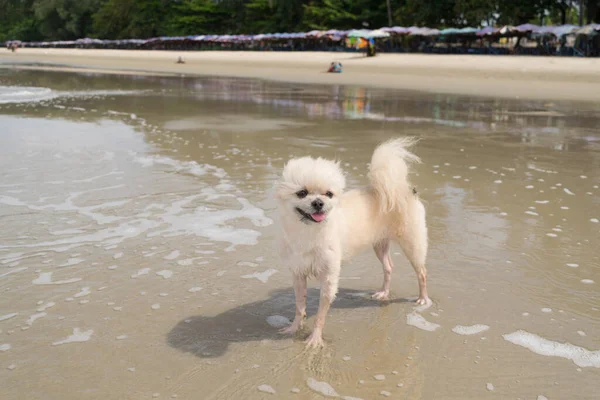 Cute Beige Color Dog Traveling Beach — Stock Photo, Image
