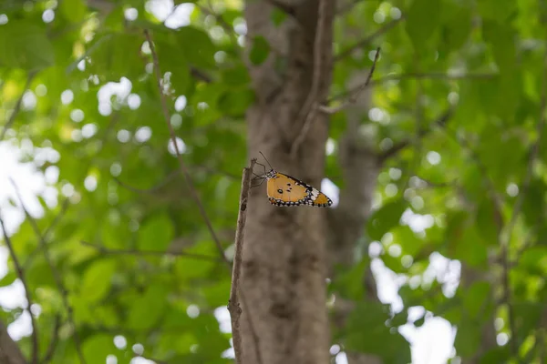 Помаранчева Метелик Дереві — стокове фото