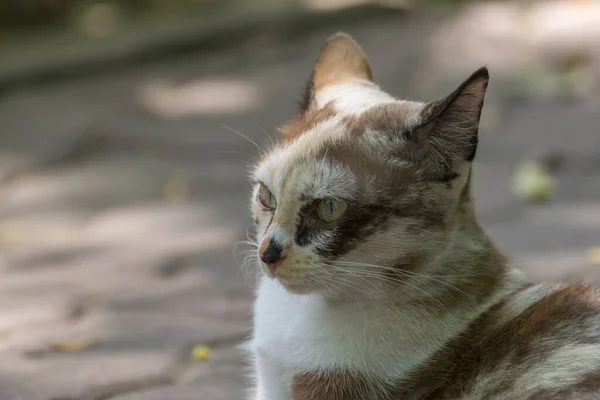 Pěkný Close Pohled Thajské Roztomilé Kočky — Stock fotografie