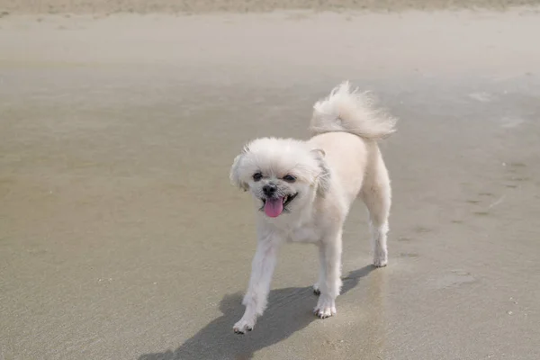Niedliche Beige Farbe Hund Unterwegs Strand — Stockfoto