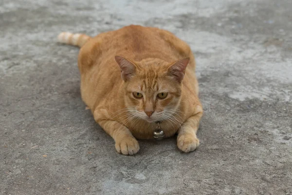Schöne Nahaufnahme Der Thailändischen Niedlichen Katze — Stockfoto