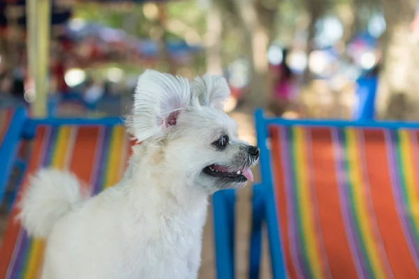 Симпатичная Собака Бежевого Цвета Путешествующая Пляжу — стоковое фото