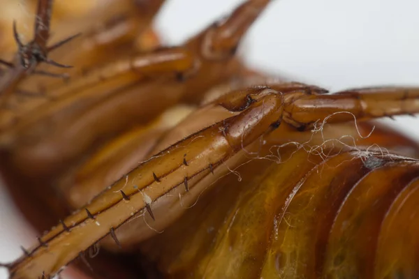 Makro Von Kakerlakeninsekten Der Ordnung Blattodea — Stockfoto