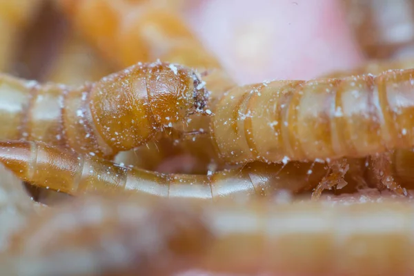 Çiftlikteki Macro Mealworm Yaklaş — Stok fotoğraf