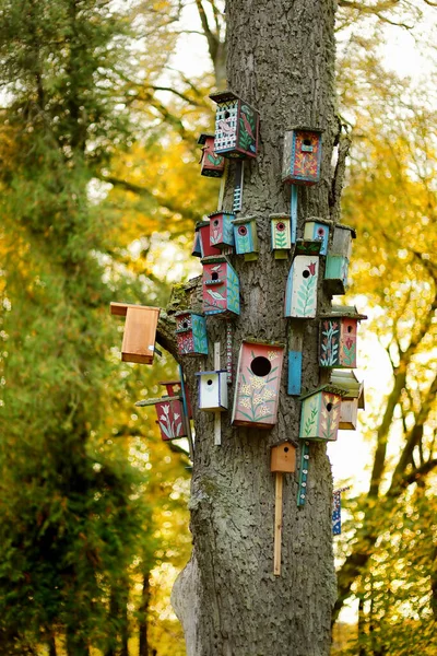 Lots Nesting Boxes Tree — Stock Photo, Image