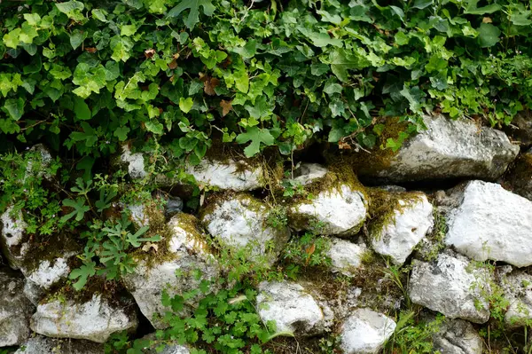 Fragment Ancient Wall Green Leaves — Stock Photo, Image