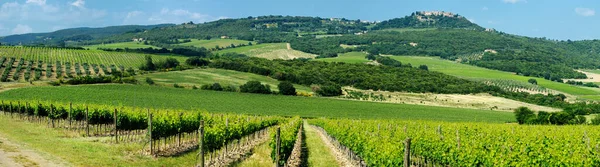 Panorama Wine Fields Italy — Stock Photo, Image