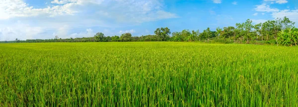 Rice Field Morning Sun — Stock Photo, Image