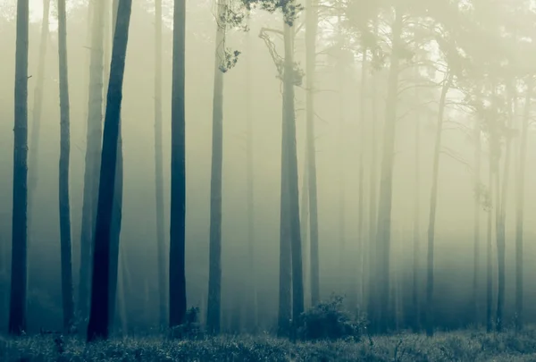Foggy Morgon Skogen Natur Bakgrund — Stockfoto