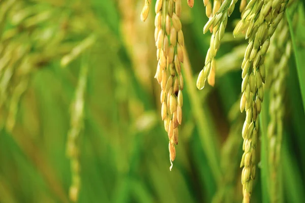 若い米の種 — ストック写真