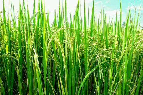 Maturing Green Rice Crop Background Close — Stock Photo, Image