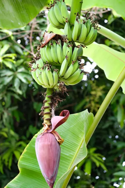 Bananenplant Met Fruit Close — Stockfoto