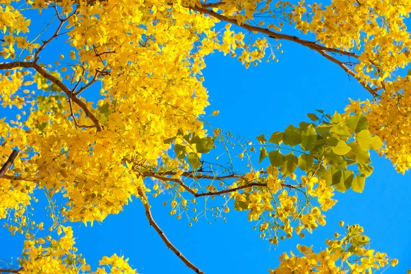 Árvore Banho Dourada Fundo Floral Bonito — Fotografia de Stock