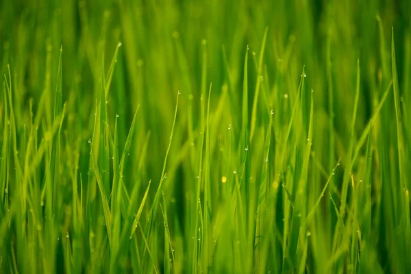 Pełny Kadr Strzał Pięknej Trawy Tle — Zdjęcie stockowe