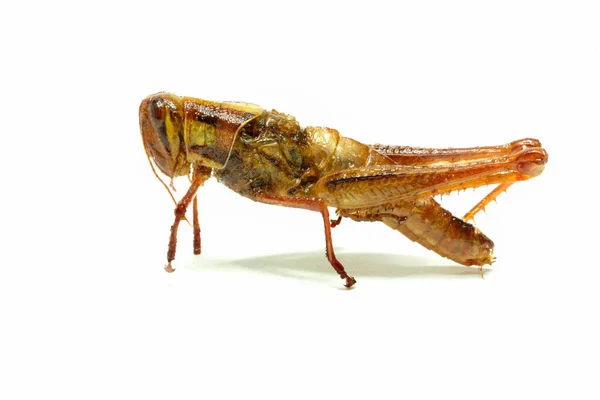 Grasshopper Close White — Stock Photo, Image