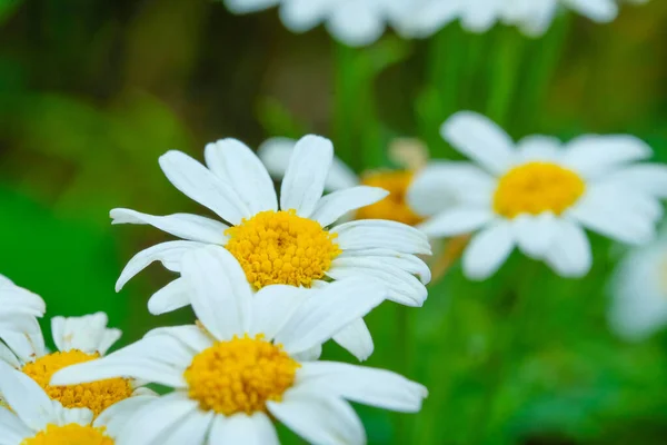 Schöne Blumen Auf Der Wiese Sommerblumen — Stockfoto