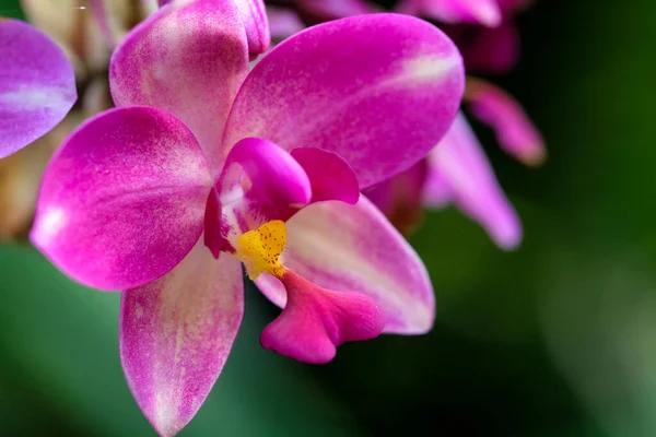 Bellissimi Fiori Orchidea Viola Petali Viola — Foto Stock