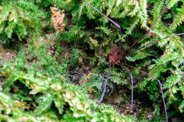 野生蜘蛛在森林中的栖息地 — 图库照片