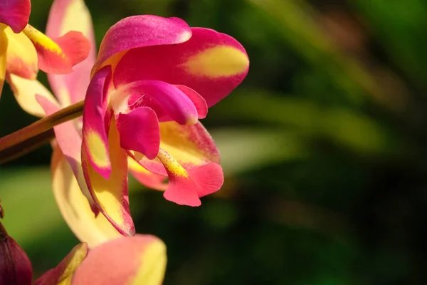 Orchidea Selvatica Con Colore Arancione Magenta — Foto Stock