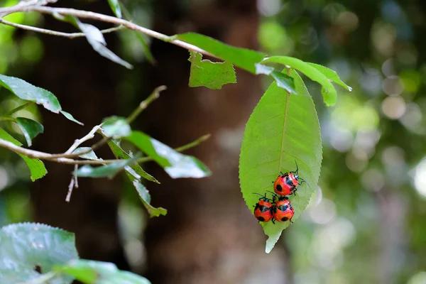 Giant Red Beetles Rain Forest — Stock Photo, Image