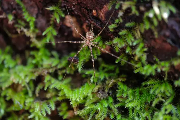 Araignée Sauvage Dans Son Habitat Forestier — Photo