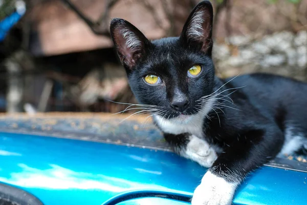 Πορτραίτο Μιας Μαύρης Γάτας Του Δρόμου — Φωτογραφία Αρχείου