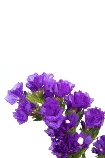 Nahaufnahme Von Schönen Blühenden Blumen — Stockfoto