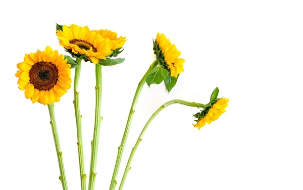 Sonnenblumen Isoliert Auf Weiß — Stockfoto